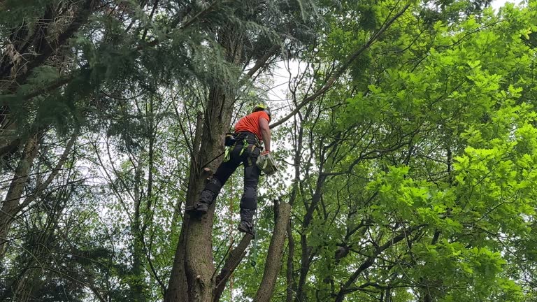 Best Tree Disease Treatment  in Sleepy Hollow, IL